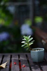 Creating a Relaxing Garden Space in Small Outdoor Areas