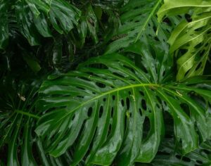 Tips for Creating a Relaxing Home Garden Space